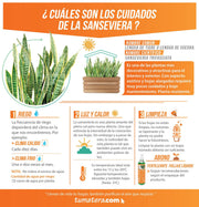 COMBO JARDINERA 70 CM CON SANSEVIERA - Tumatera.co