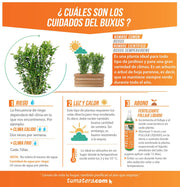 COMBO JARDINERA 70 CM CON BUXUS - Tumatera.co