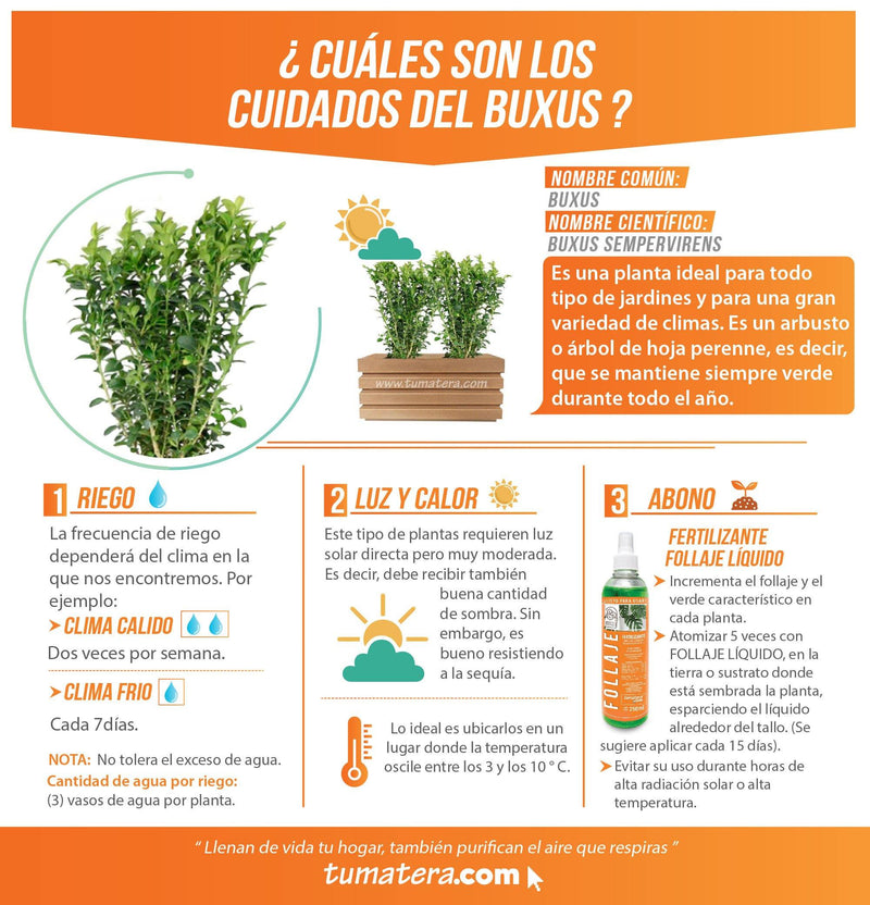 COMBO JARDINERA 70 CM CON BUXUS - Tumatera.co