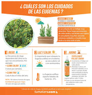 COMBO JARDINERA 70 CM CON EUGENIAS - Tumatera.co