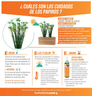COMBO JARDINERA 70 CM CON PAPIROS - Tumatera.co