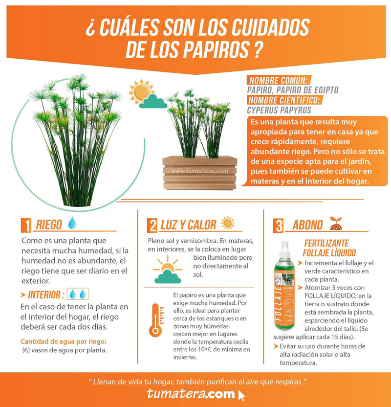 COMBO JARDINERA 70 CM CON PAPIROS - Tumatera.co