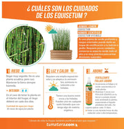COMBO JARDINERA 70 CM CON EQUISETUM - Tumatera.co