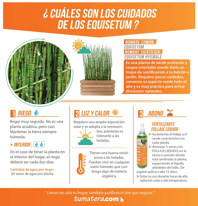 COMBO JARDINERA 70 CM CON EQUISETUM - Tumatera.co