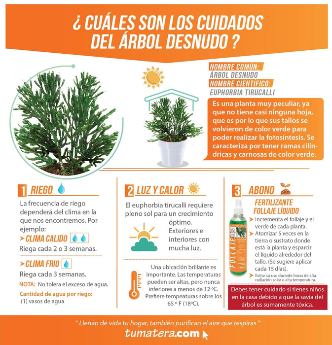 COMBO MATERA IML 12 CM CON ÁRBOL DESNUDO - Tumatera.co