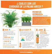 COMBO JARDINERA CEMENTO 90 CM CON PALMA ARECA - Tumatera.co