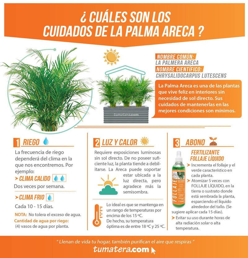COMBO JARDINERA CEMENTO 90 CM CON PALMA ARECA - Tumatera.co