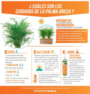 COMBO JARDINERA 70 CM CON PALMA ARECA - Tumatera.co