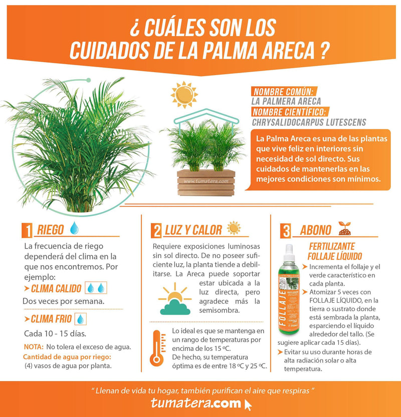 COMBO JARDINERA 70 CM CON PALMA ARECA - Tumatera.co