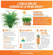 COMBO JARDINERA 90 CM CON PALMA ARECA - Tumatera.co