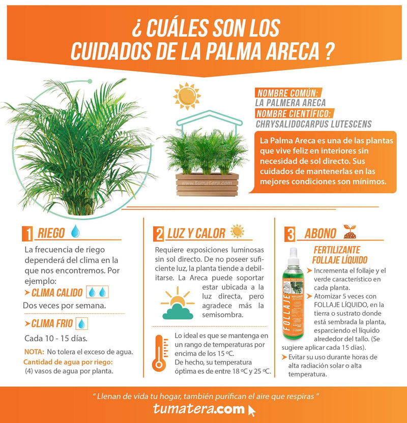 COMBO JARDINERA 90 CM CON PALMA ARECA - Tumatera.co