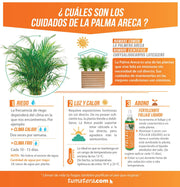 COMBO JARDINERA 100 X 60 CM CON PALMA ARECA - Tumatera.co