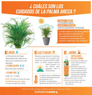 COMBO CÓNICA 59 CM CON PALMA ARECA - Tumatera.co