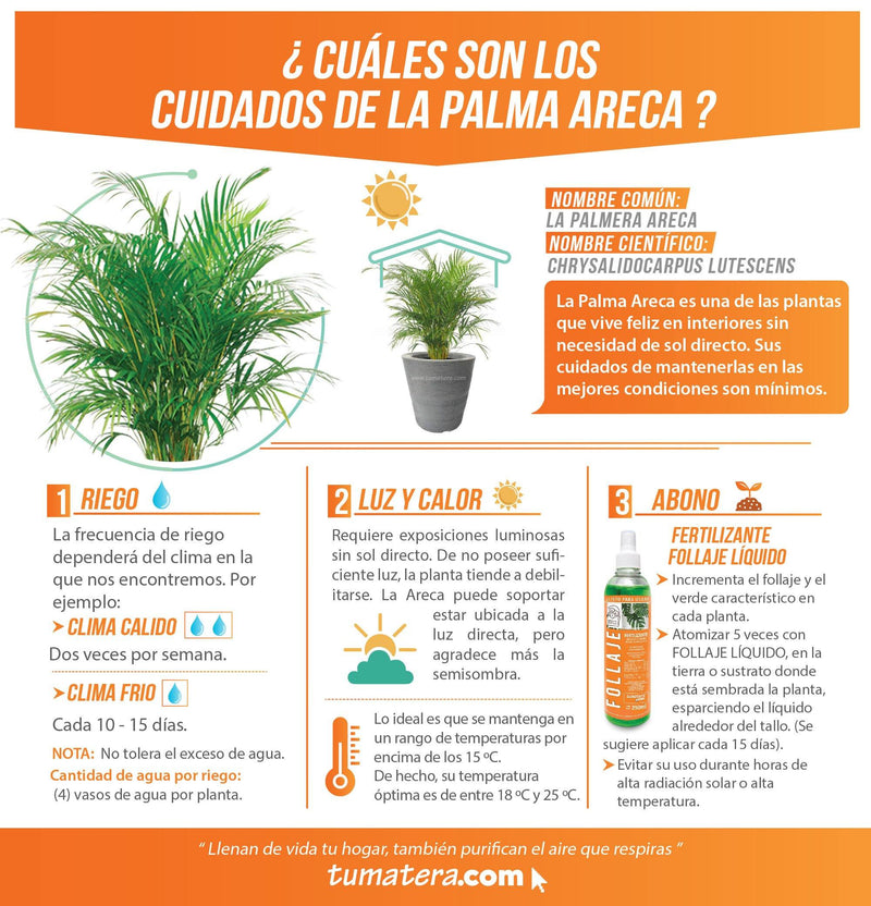 COMBO CÓNICA 59 CM CON PALMA ARECA - Tumatera.co