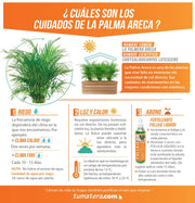 COMBO JARDINERA 100 X 45 CM CON PALMA ARECA - Tumatera.co