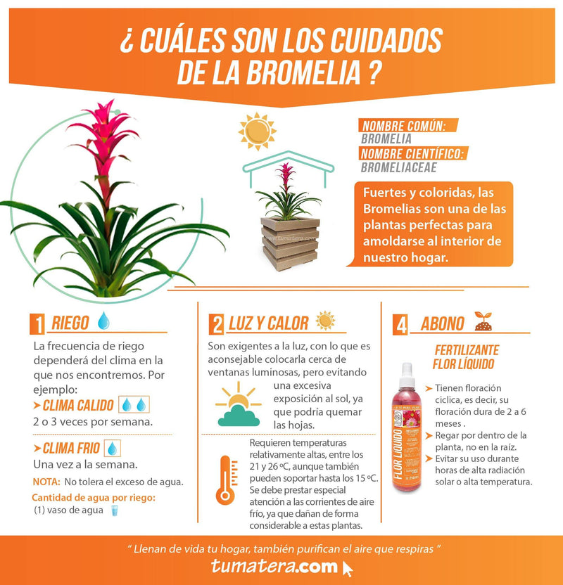 COMBO CUBO 48 CM CON BROMELIA - Tumatera.co