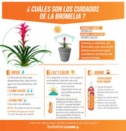 COMBO CÓNICA 59 CM CON BROMELIA - Tumatera.co