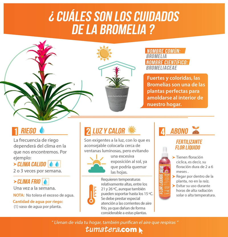COMBO CÓNICA 59 CM CON BROMELIA - Tumatera.co