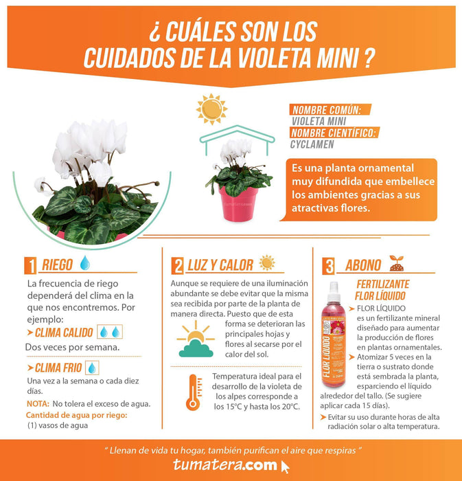 COMBO MATERA IML 12 CM CON VIOLETA MINI BLANCA - Tumatera.co