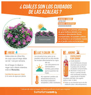 COMBO JARDINERA CEMENTO 90 CM CON AZALEAS - Tumatera.co