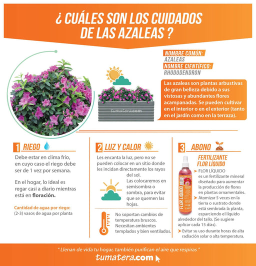 COMBO JARDINERA CEMENTO 90 CM CON AZALEAS - Tumatera.co