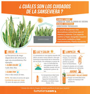 COMBO JARDINERA CEMENTO 90 CM CON SANSEVIERIA - Tumatera.co