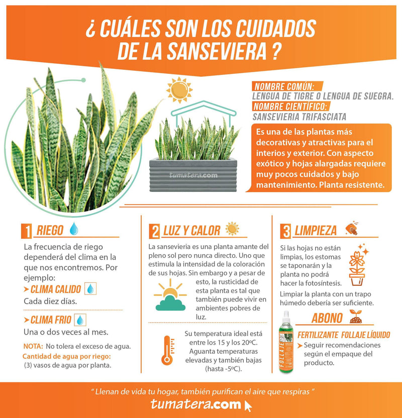 COMBO JARDINERA CEMENTO 90 CM CON SANSEVIERIA - Tumatera.co