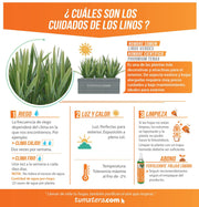COMBO JARDINERA CEMENTO 90 CM CON LINOS - Tumatera.co