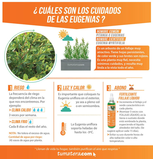 COMBO JARDINERA CEMENTO 90 CM CON EUGENIAS - Tumatera.co