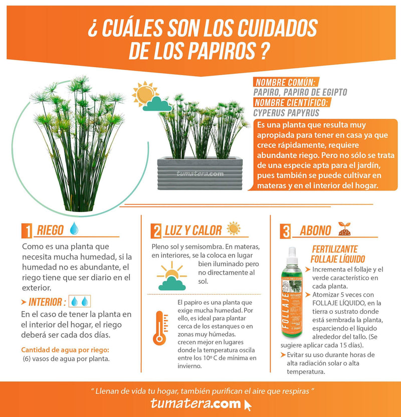 COMBO JARDINERA CEMENTO 90 CM CON PAPIROS - Tumatera.co