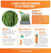 COMBO JARDINERA CEMENTO 90 CM CON EQUISETUM - Tumatera.co