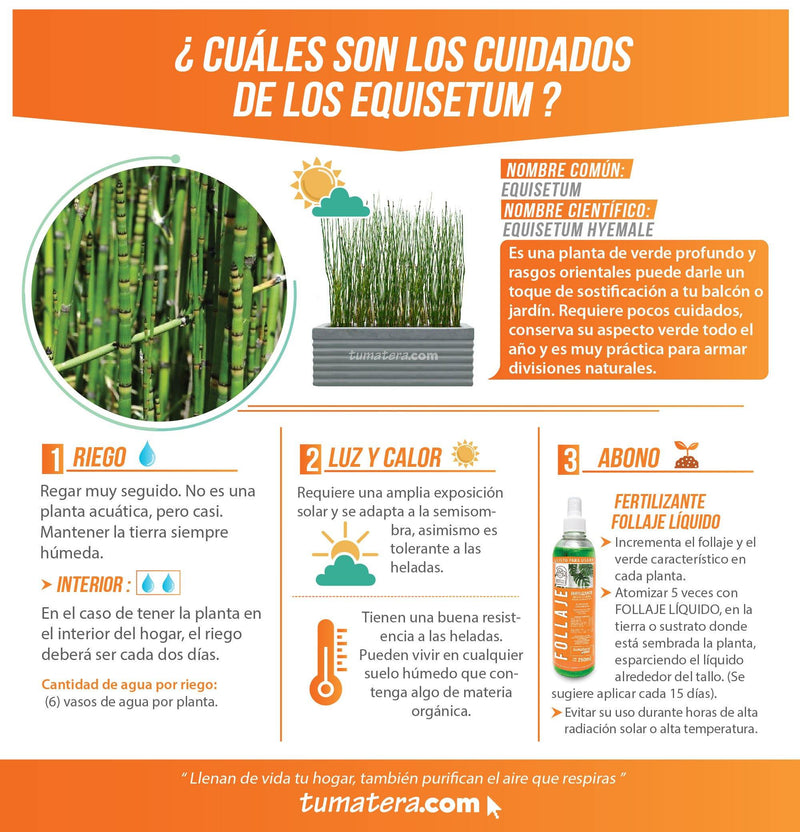 COMBO JARDINERA CEMENTO 90 CM CON EQUISETUM - Tumatera.co