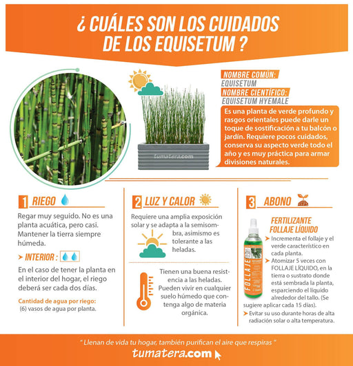 COMBO JARDINERA CEMENTO 90 CM CON EQUISETUM - Tumatera.co