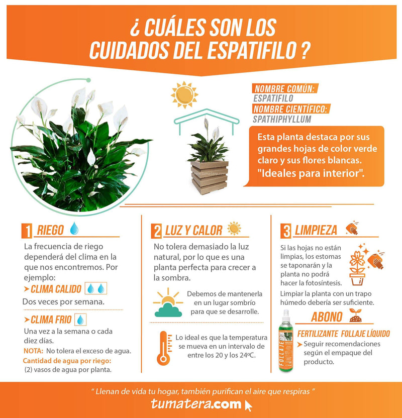 COMBO CUBO 48 CM CON ESPATIFILO - Tumatera.co