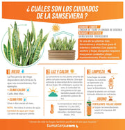 COMBO JARDINERA 90 CM CON SANSEVIERA - Tumatera.co