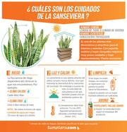 COMBO CUBO 48 CM CON SANSEVIERIA - Tumatera.co