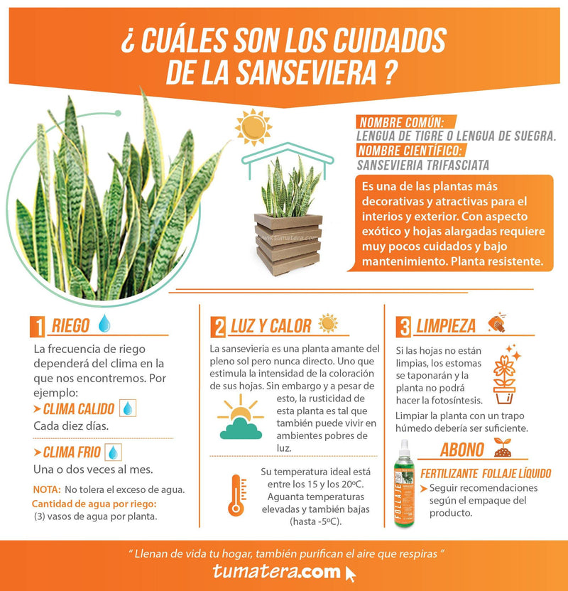 COMBO CUBO 48 CM CON SANSEVIERIA - Tumatera.co