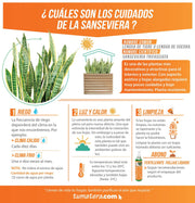 COMBO JARDINERA 100 X 60 CM CON SANSEVIERIA - Tumatera.co
