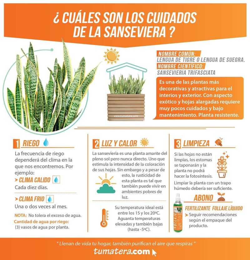 COMBO JARDINERA 100 X 60 CM CON SANSEVIERIA - Tumatera.co