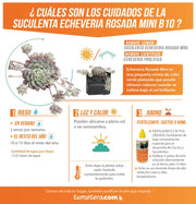 SUCULENTA ECHEVERIA ROSADA MINI B10 - Tumatera.co