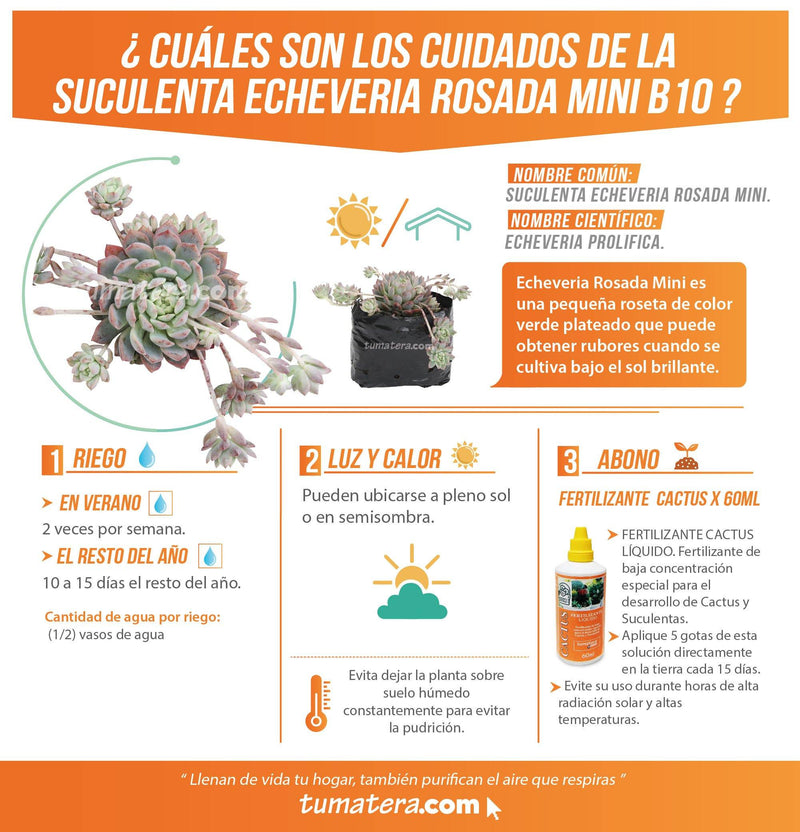 SUCULENTA ECHEVERIA ROSADA MINI B10 - Tumatera.co