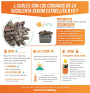 SUCULENTA SEDUM ESTRELLITA B10 - Tumatera.co