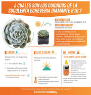 SUCULENTA ECHEVERIA DIAMANTE B10 - Tumatera.co