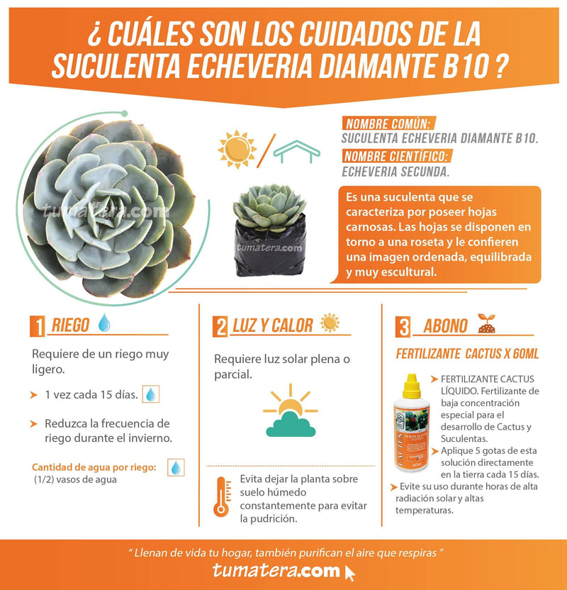 SUCULENTA ECHEVERIA DIAMANTE B10 - Tumatera.co