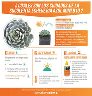 SUCULENTA ECHEVERIA AZUL MINI B10 - Tumatera.co