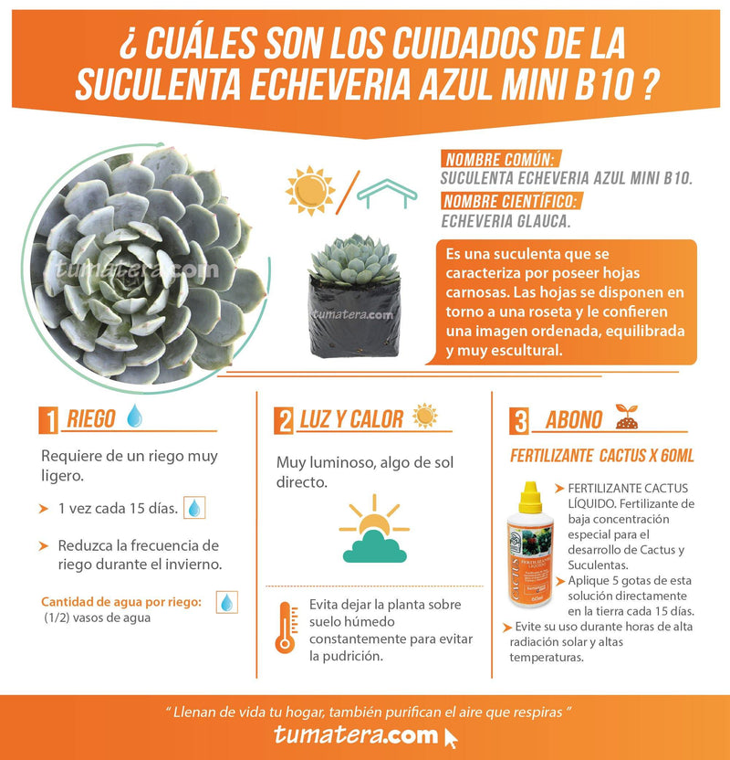 SUCULENTA ECHEVERIA AZUL MINI B10 - Tumatera.co