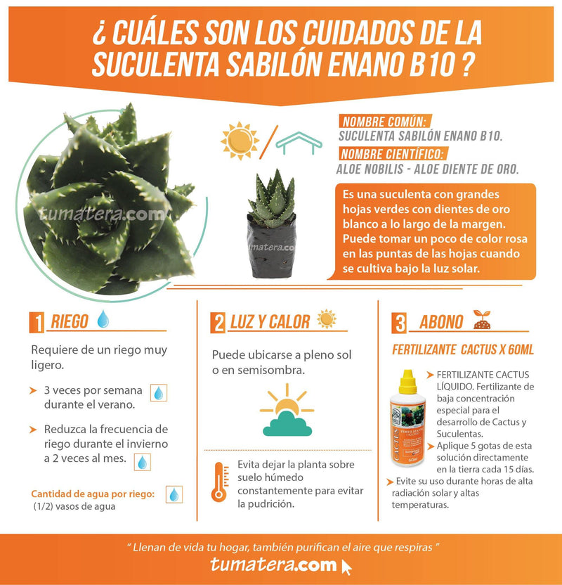 SUCULENTA SABILÓN ENANO B10 - Tumatera.co