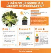SUCULENTA ADEÓN VARIEGADO B10 - Tumatera.co
