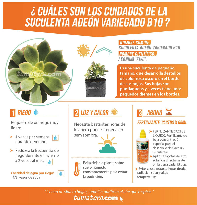 SUCULENTA ADEÓN VARIEGADO B10 - Tumatera.co
