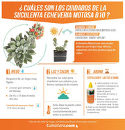 SUCULENTA ECHEVERIA MOTOSA B10 - Tumatera.co